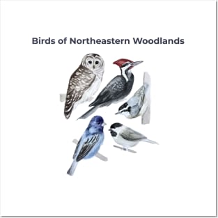 Birds of Northeastern Woodlands Posters and Art